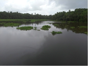 Fig. 4 Furo do Breu, ligação entre o Rio Anajás e o Rio Pará, na Região do Marajó Fonte: foto do autor, Fevereiro 2018